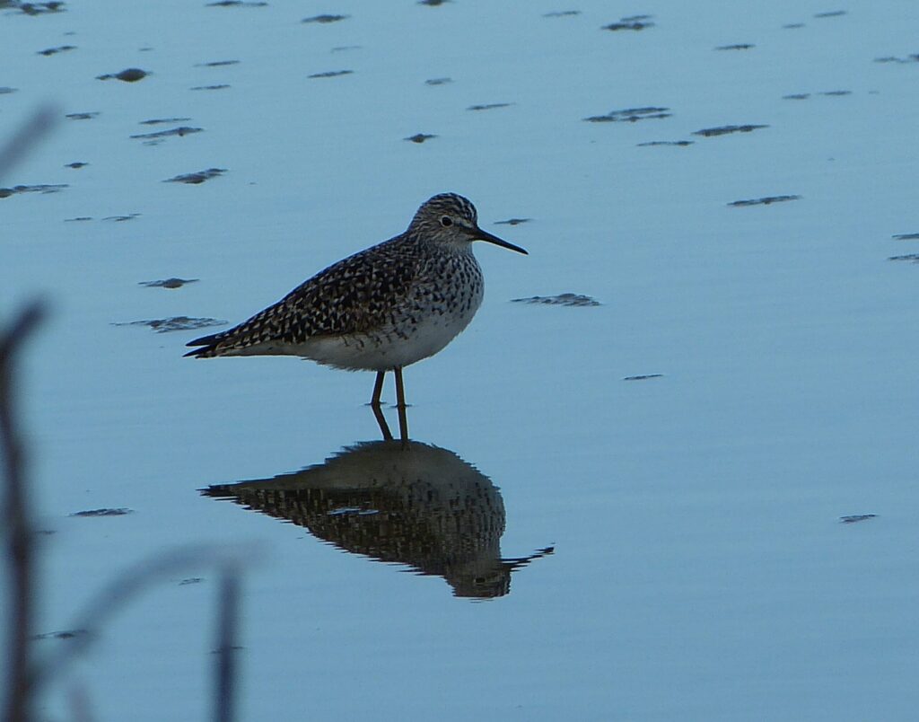 Solitary Sandpiper, Photo M Ryan