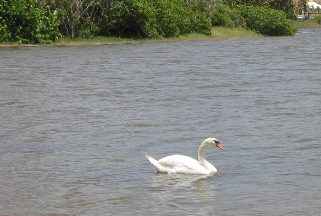 Mute Swan