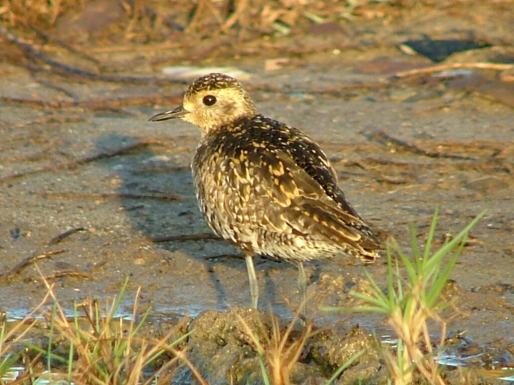 Pacific Golden Plover, (Photo by Percival Hanley)