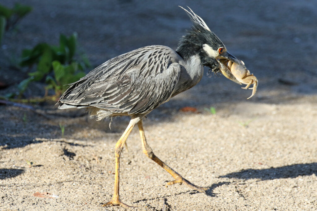 Yellow-crowned Night-Heron (Photo by Harry Johnson)