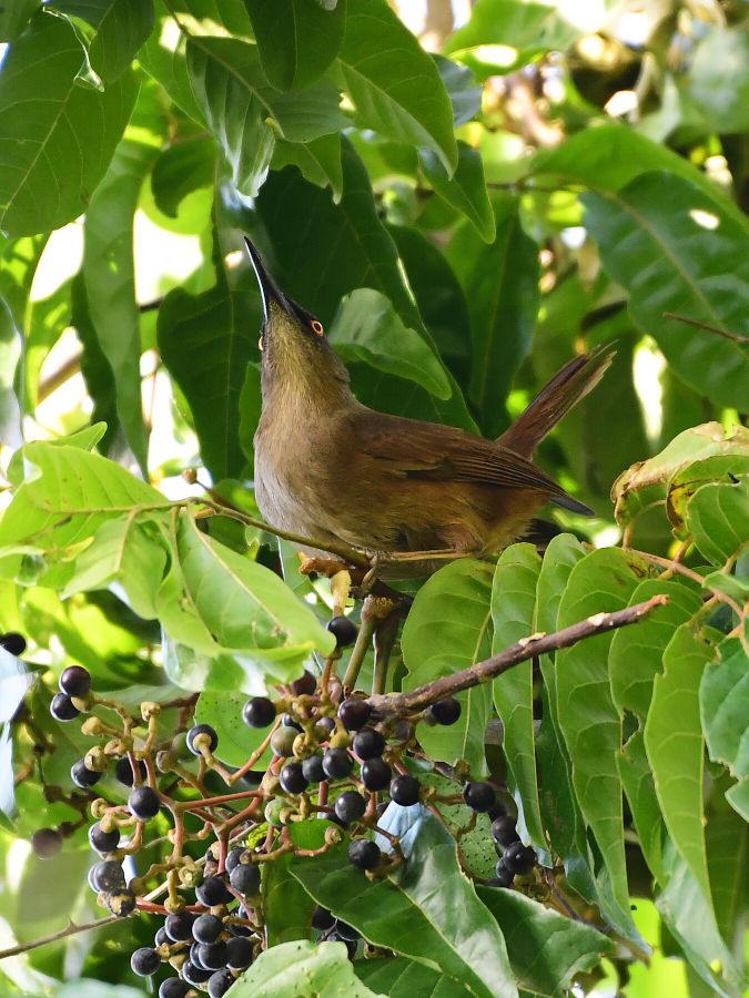 Bird Photos