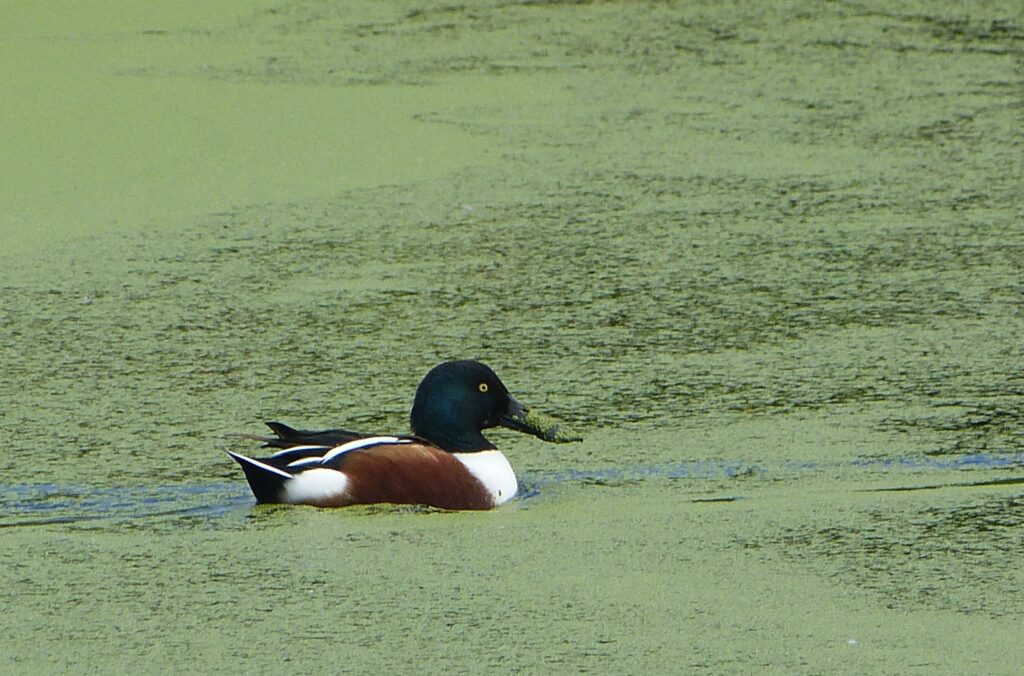 Northern Shoveler