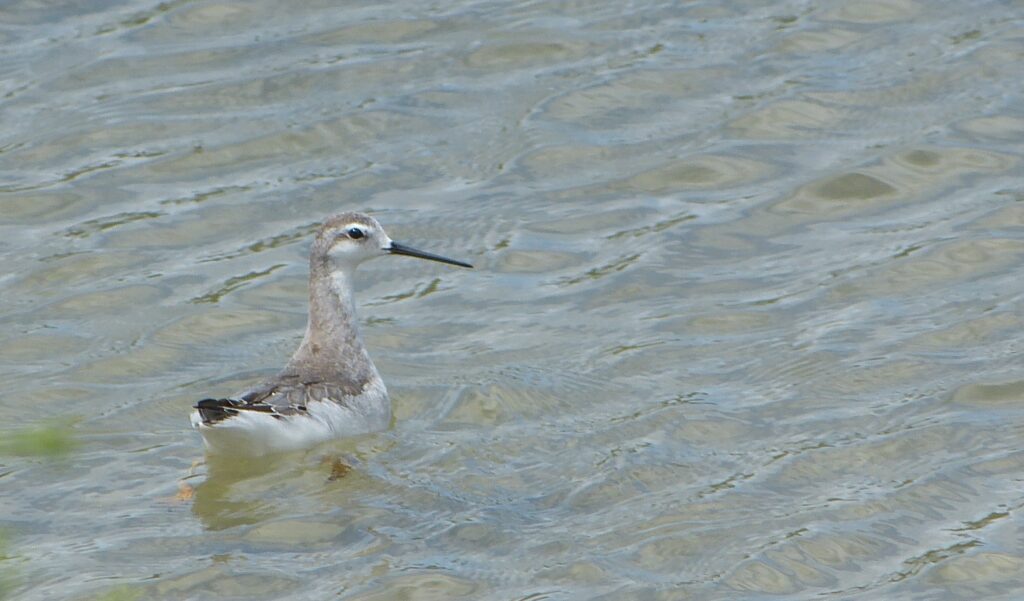 Wilson's Phalarope