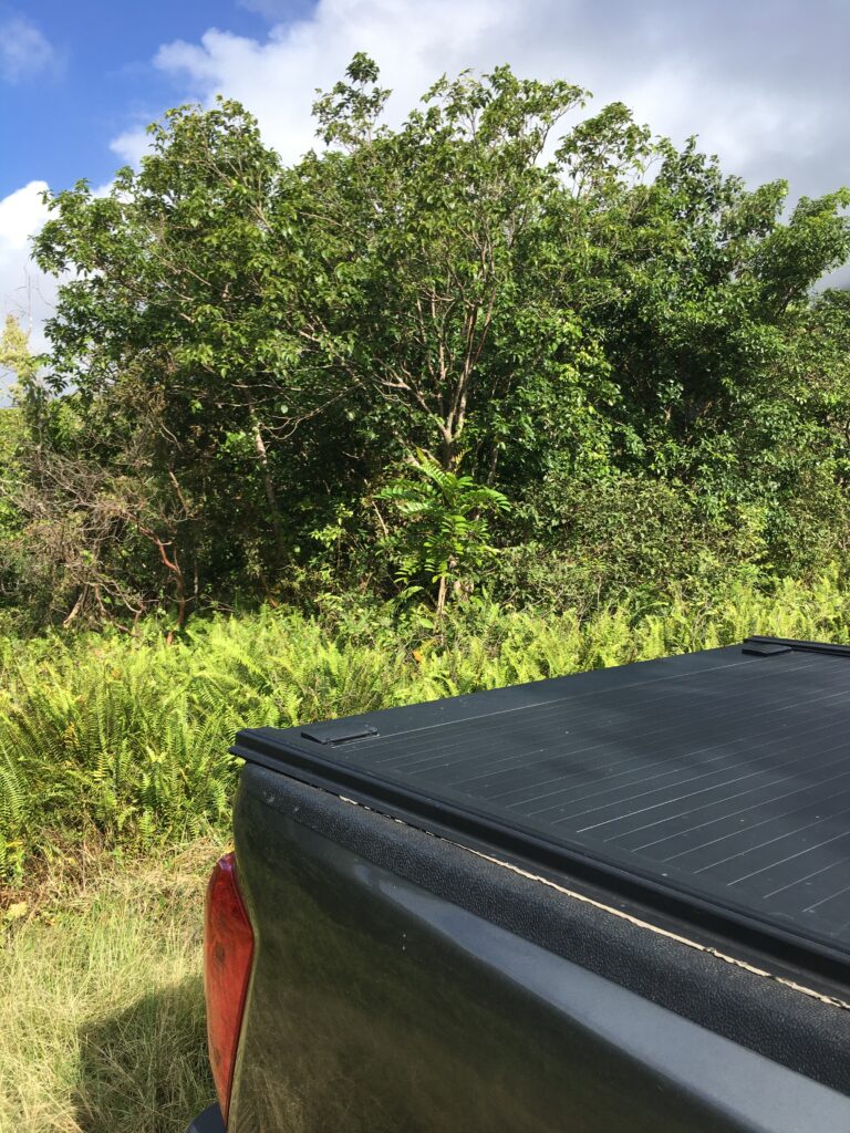 Playing recordings of the St.Kitts Bullfinch