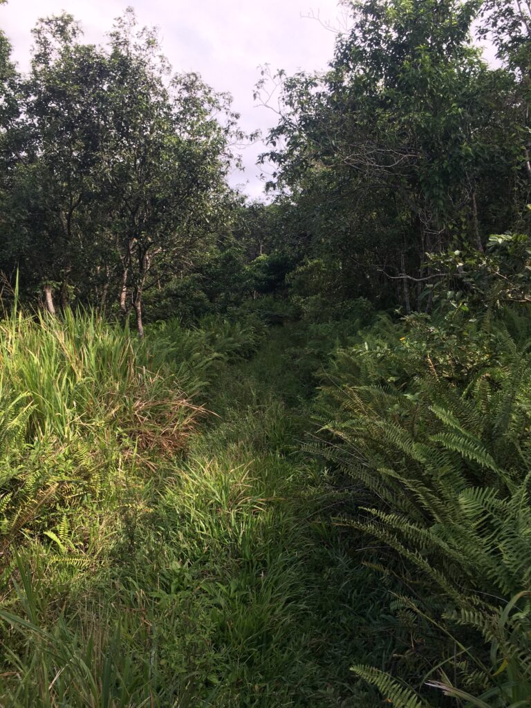 Old Military road at Wingfield level.